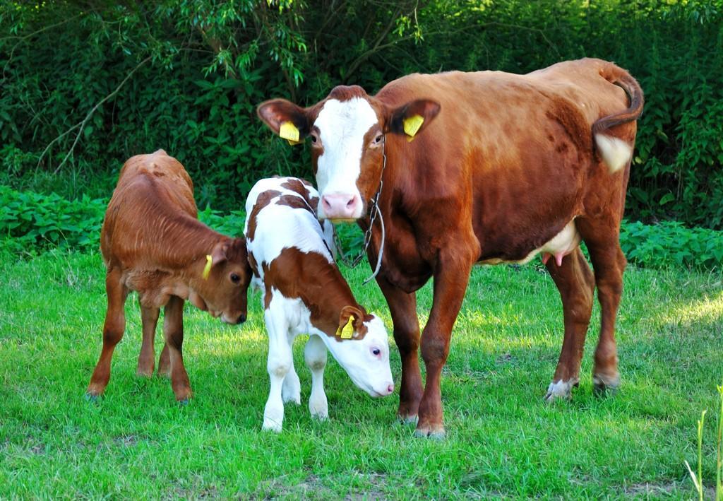 Farma Ztracenka Otel Porici nad Sazavou Dış mekan fotoğraf